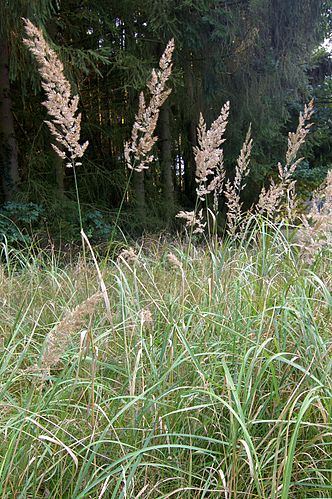 Calamagrostis epigejos